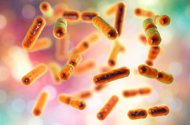 Probiotic ‘backpacks’ show promise for treating inflammatory bowel diseases
