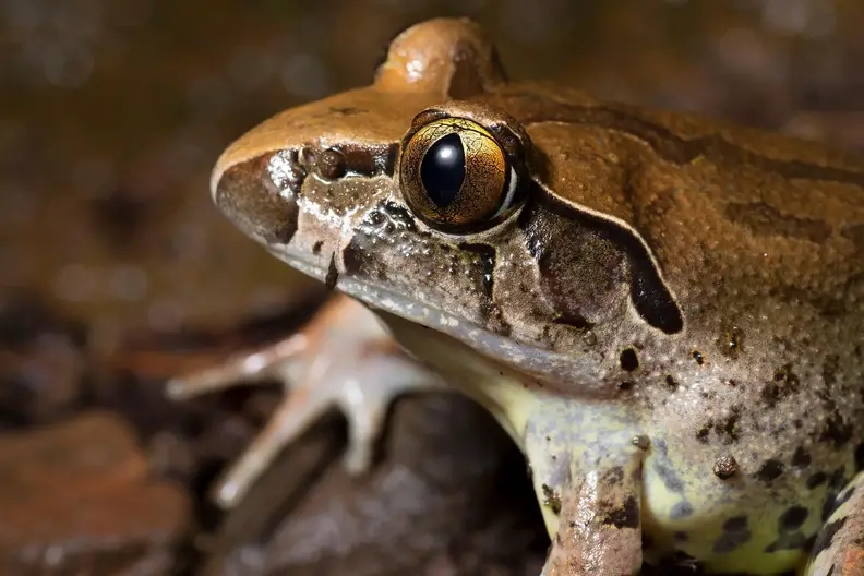 Bacterial Battle Armor: How a Frog Vaccine Alters Microbiome Against Deadly Fungus