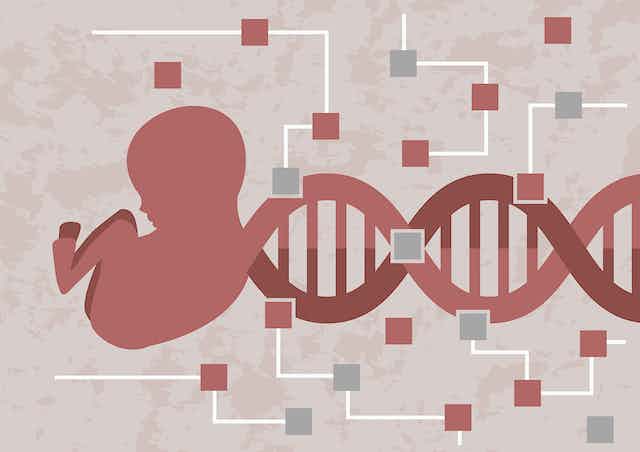 Pregnancy is a genetic battlefield – how conflicts of interest pit mom’s and dad’s genes against each other