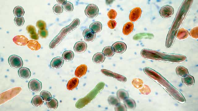 How do antibiotics affect the ecology of the gut microbiome?